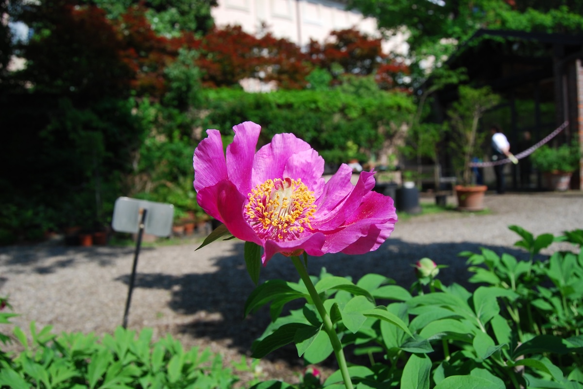 orto botanico brera milano, peonia selvatica